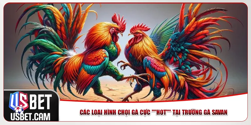 Các loại hình chọi gà cực "HOT" tại Trường gà Savan