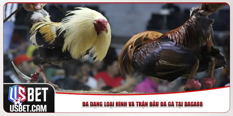 Đa dạng loại hình và trận đấu đá gà tại Daga88