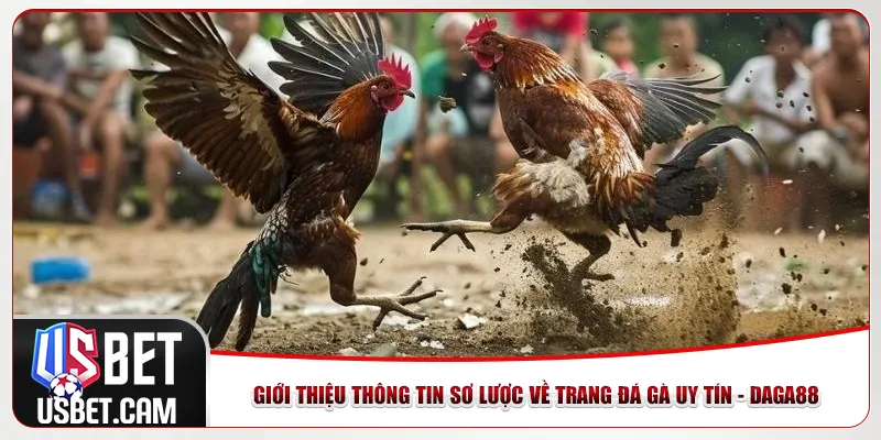 Giới thiệu thông tin sơ lược về trang đá gà uy tín - Daga88 