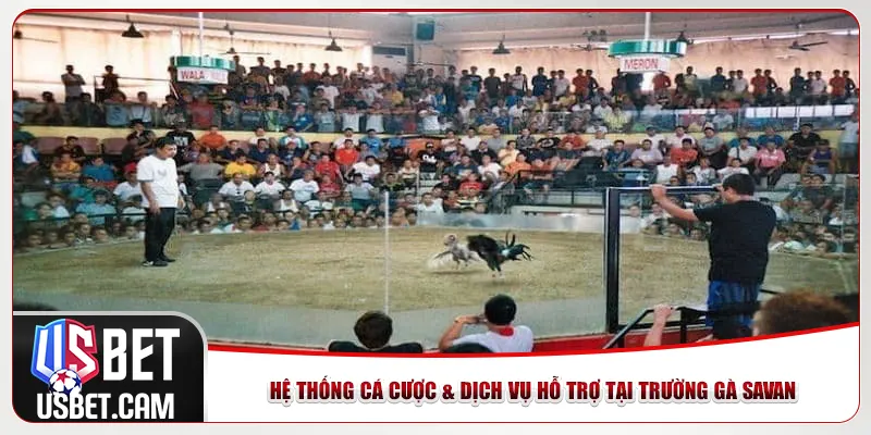 Hệ thống cá cược & dịch vụ hỗ trợ tại trường gà Savan