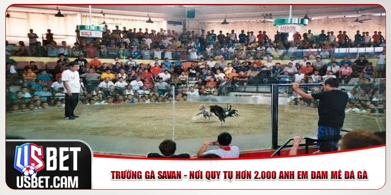 Trường Gà Savan - Nơi Quy Tụ Hơn 2.000 Anh Em Đam Mê Đá Gà
