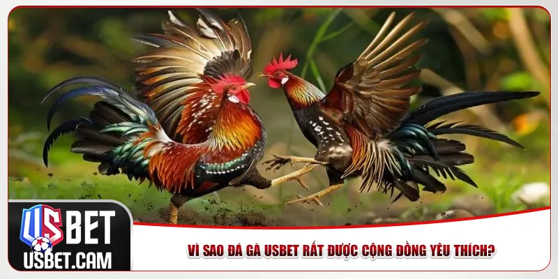 Vì sao đá gà Usbet rất được cộng đồng yêu thích?