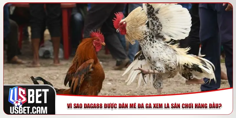 Vì sao Daga88 được dân mê đá gà xem là sân chơi hàng đầu?